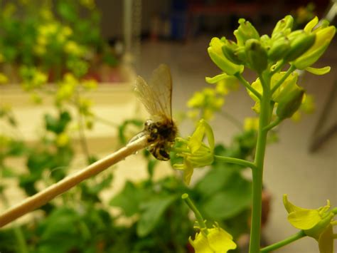 Day 15 Update—Pollination | KABT BioBlog