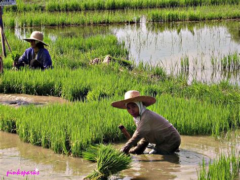 It's a common sight to see women farming along the national highway in Camiling, Tarlac ...