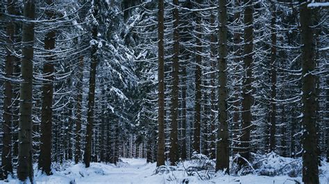 Winter Forest 4K Wallpapers - Top Free Winter Forest 4K Backgrounds - WallpaperAccess