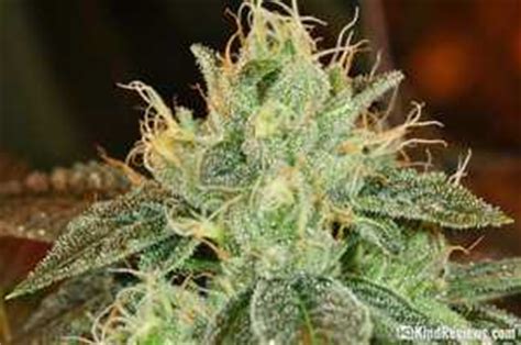 SFV OG Kush | Marijuana Strain Library | PotGuide.com