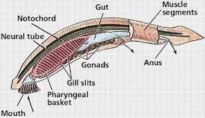 Penjelasan Klasifikasi Hemichordata, Urochordata, Cephalochordata ...