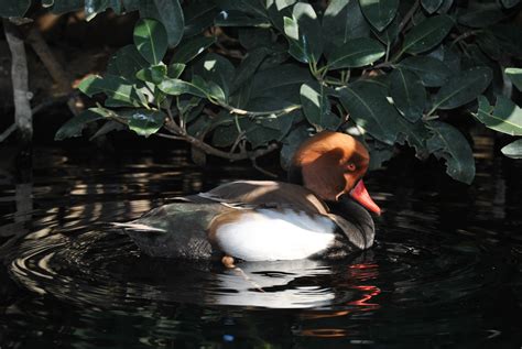 Beautiful and colorful duck in the pond near the plants free image download