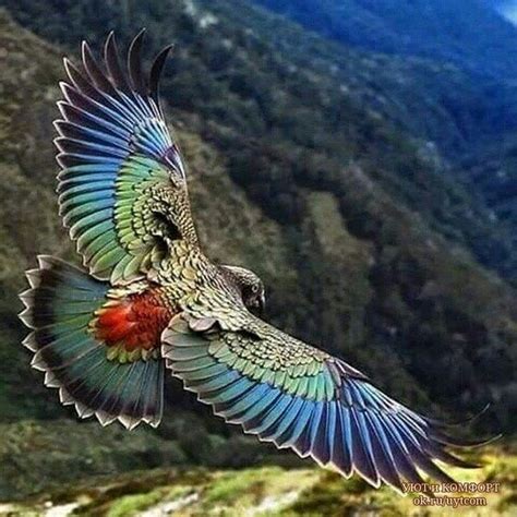 The Beautiful New Zealand Kea Parrot : PartyParrot