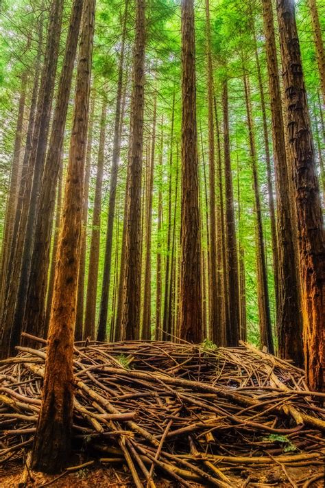 Redwood forest, Warburton, Australia, by Sharon S..... | Redwood forest ...