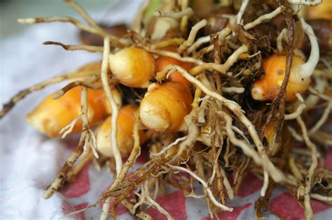 Growing Turmeric – Was it Worth It? | Suburban Tomato