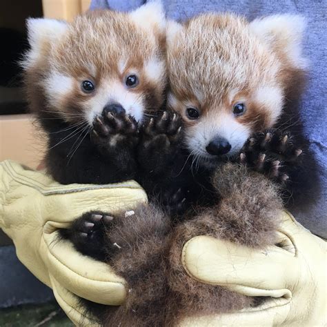 Baby twin red pandas, just born at the Smithsonian National Zoo! : r/aww