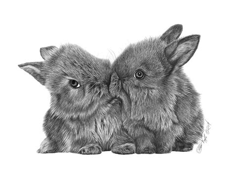 Kissing Bunnies - 035 Drawing by Abbey Noelle