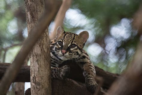 Cloud/rainforest wild animal sanctuary, Costa Rica | WorldStrides