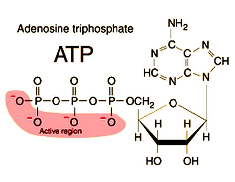 ATP cycle: Structure and role of ATP in biochemical reactions