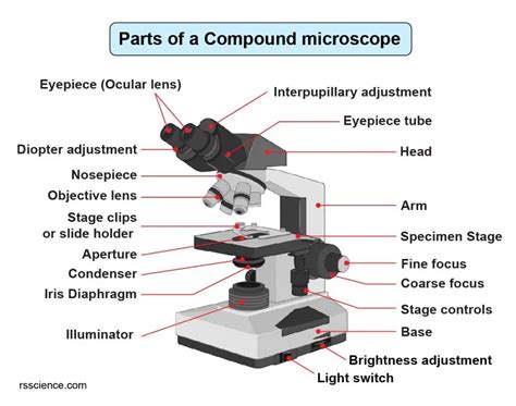 Compound Microscope Parts – Labeled Diagram and their Functions - Rs' Science