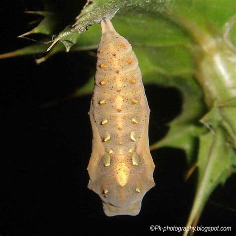 Painted Lady Butterfly Life Cycle | Nature, Cultural, and Travel Photography Blog