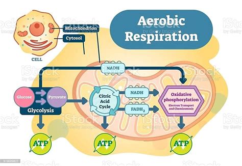 LA RESPIRACIÓN CELULAR Y SU IMPORTANCIA