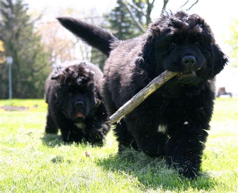 Two black Newfoundlander puppies playing.JPG Hi-Res 720p HD