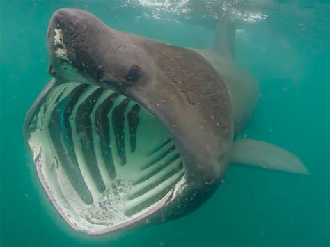 May Basking Sharks Are Partially New Research Suggests - Animals Emotion