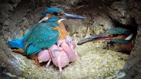 Tension Inside Kingfisher Nest | 4K | Discover Wildlife | Robert E Fuller - YouTube