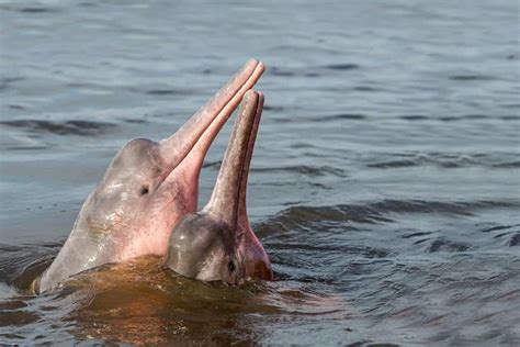 Interesting Facts about the Pink Dolphin of the Amazon - travelpassionate.com