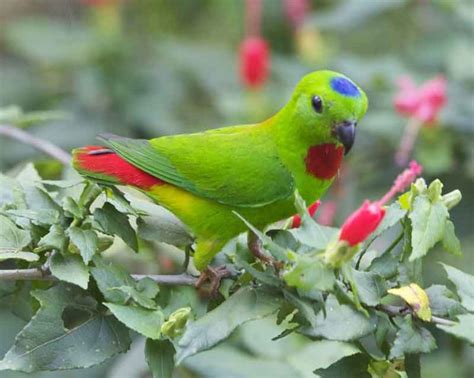 Tips Cara Budidaya Burung Serindit Agar Tumbuh Sehat - IlmuBudidaya.com