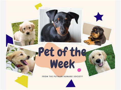 Putnam Humane Society Pets of the Week – The North Salem Post