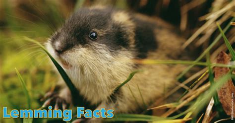 Lemming Facts, Pictures, Information & Video.