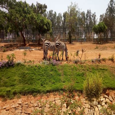 Bannerghatta National Park - History, Location, Details, Ticket Price ...