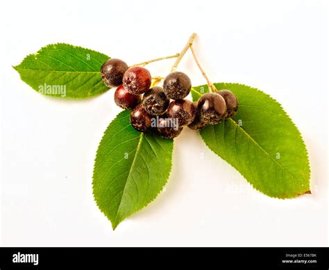 Aronia plants Cut Out Stock Images & Pictures - Alamy