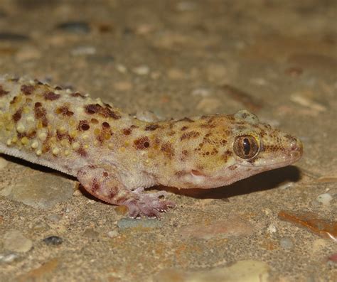 Mediterranean Gecko - Hemidactylus turcicus | Brad Glorioso’s Personal Website Amphibians and ...