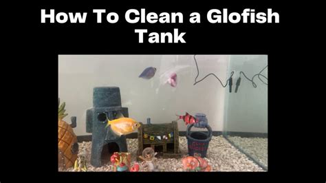 How To Clean a Glofish Tank: step by step guide - Fishtank Expert