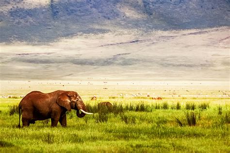 Ngorongoro-Crater (3) - Serengeti National Park