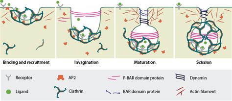 Invagination and Maturation of the clathrin-coated vesicle - MBInfo Wiki