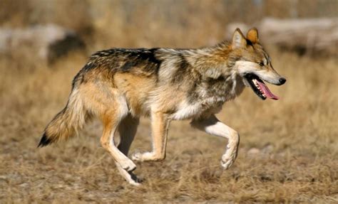 Conservation groups sue over Mexican wolf restoration program