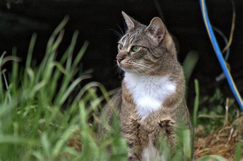 Adopting Feral Cats: Tips to Integrate Wild Cats Into Your Home