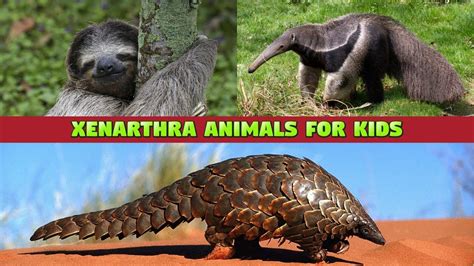 Xenarthra Animals for Kids - Sloths, Anteaters, Armadillos #anteater #sloth #animalsounds #kids ...