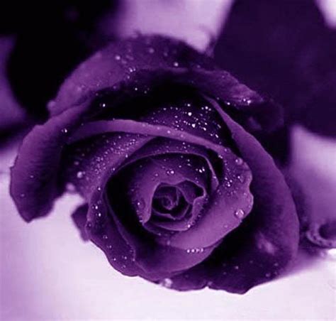 Purple Rose Flowers - Flower HD Wallpapers, Images, PIctures, Tattoos ...