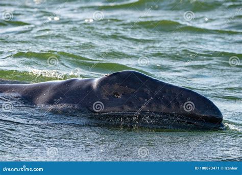 Grey Whale Baby with Dangered Eye Stock Image - Image of atlantic, life ...