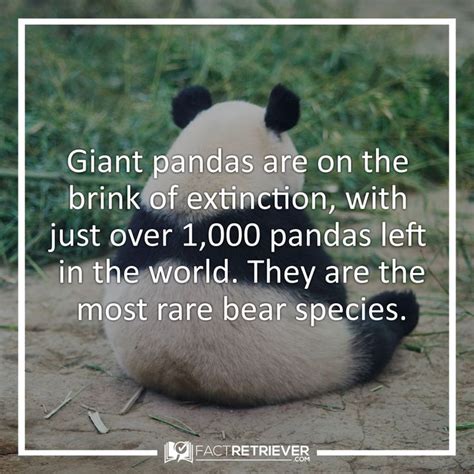 70 Cute Facts about Giant Pandas | FactRetriever.com | Giant panda, Panda, Panda facts