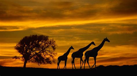 South Africa Giraffe Silhouette, Sunset Silhouette, Silhouette Images, African Bush Elephant ...