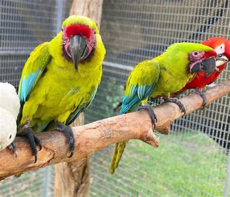 Buffon macaw for sale | Macaws for sale - Home Breed Birds