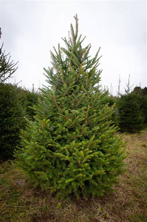 7 ft Norway Spruce Christmas Tree – Northumberland Christmas Trees