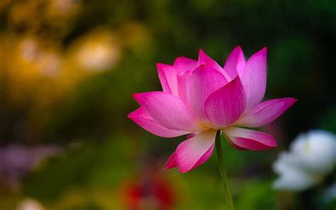 Lotus flower, amazing, flower, lotus, lake, HD wallpaper | Peakpx