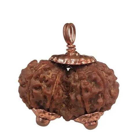 Gauri Shankar Rudraksha at Best Price in India