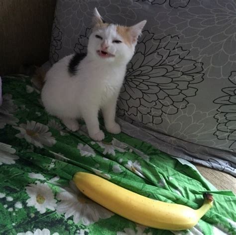 Create meme "banana cat png, cat meme , the cat and the banana ...