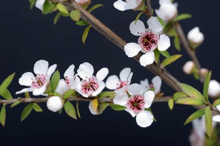 Geneticist Develops Manuka Honey Test - Manuka Honey USA