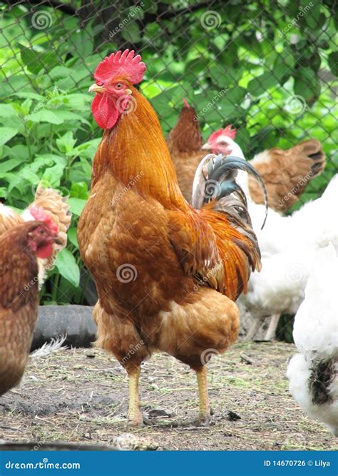 Rooster And Hens On The Farm Stock Photo - Image: 14670726