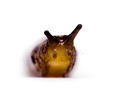 110 Face Slug White Background Stock Photos - Free & Royalty-Free Stock ...