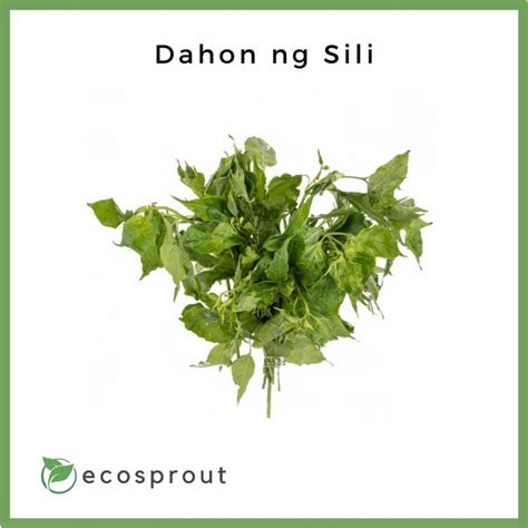 Fresh Dahon ng Sili For Delivery Near Me – Ecosprout