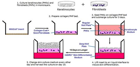 Generating organotypic 3D skin cultures as an in-vitro model of the ...