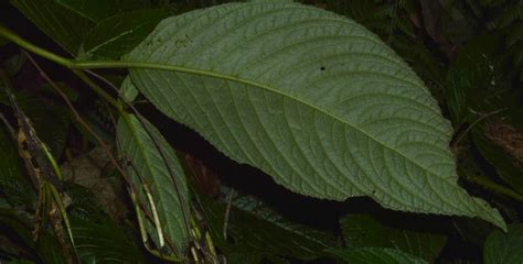 Gesneriaceae – eFlora of India