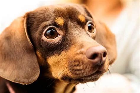 Dachshund Mixes: 18+ Different Cross Breeds You’ll Love