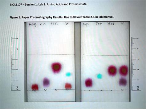 SOLVED: BIOL1107 Session 1: Lab 2: Amino Acids and Proteins Data Figure ...