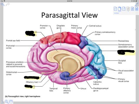 Parasagittal View of Brain Diagram | Quizlet